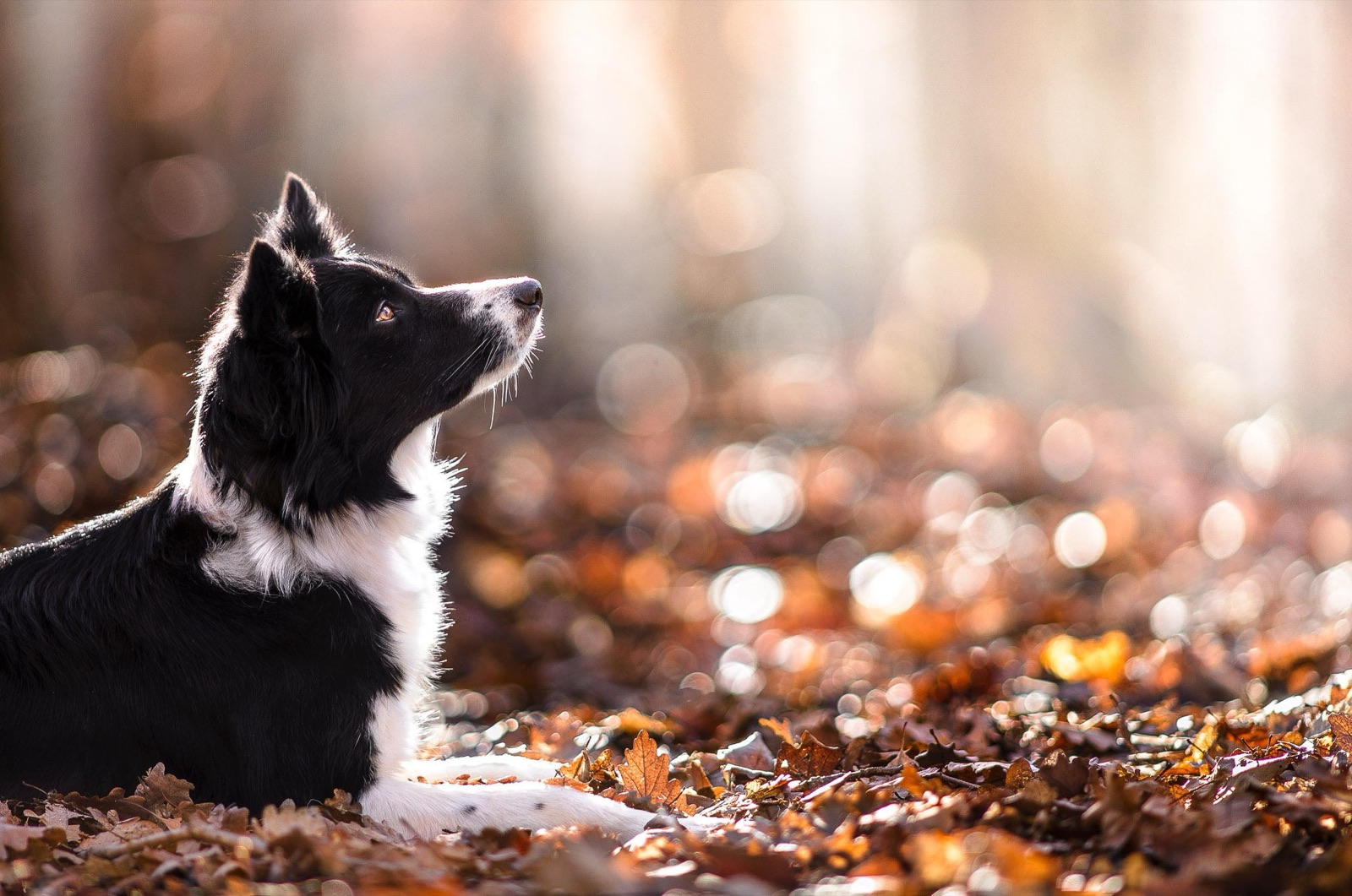 A black and white dog lying in autumn leaves, looking up