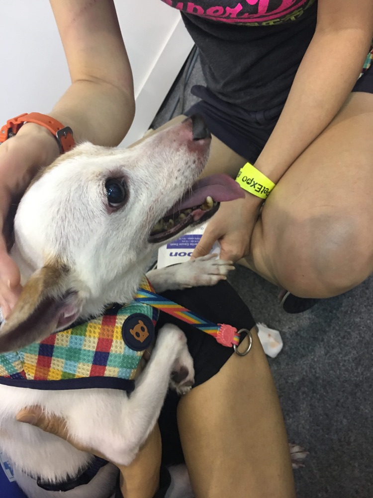 Dog First Aid’s Canine First Responder team at Pet Expo Singapore, April 2017