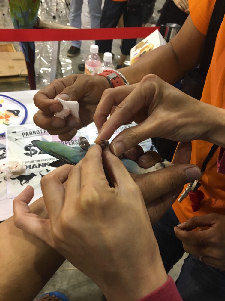 Dog First Aid’s Canine First Responder team at Pet Expo Singapore, April 2017