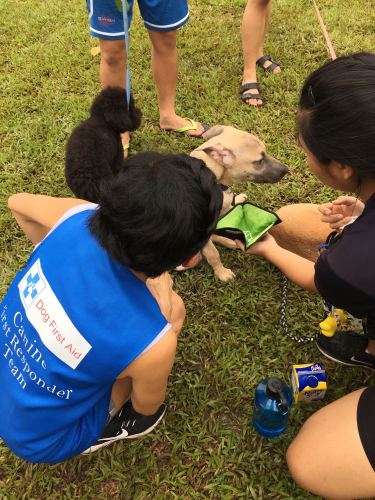 Dog First Aid’s Canine First Responder team at the Woof-A-Thon, Bishan Park, July 2017