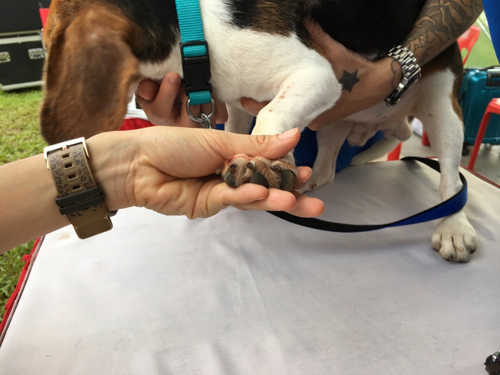 Dog First Aid’s Canine First Responder team at the Woof-A-Thon, Bishan Park, July 2017