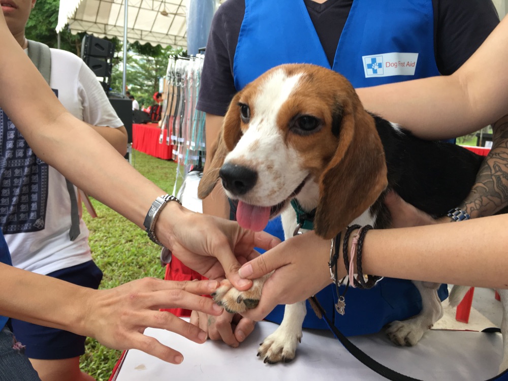Dog First Aid’s Canine First Responder team at the Woof-A-Thon, Bishan Park, July 2017
