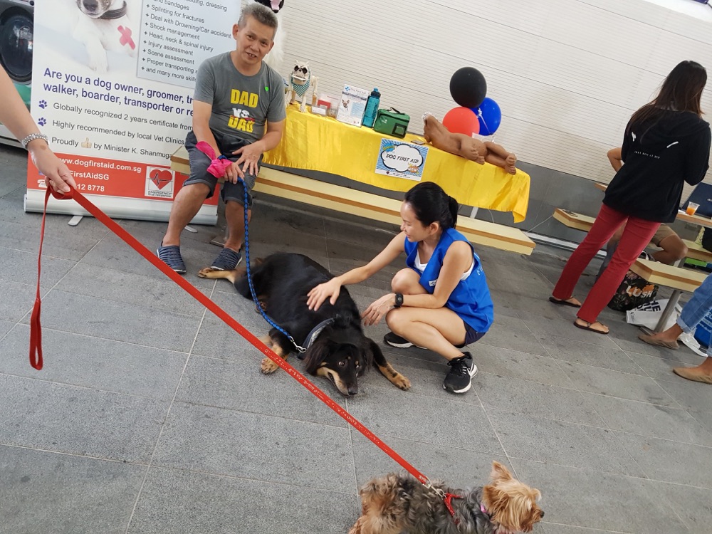 Dog First Aid’s CPR talk and demonstration at SMU Animal Day, September 2018