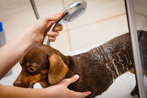 A dachshund being bathed with a shower head