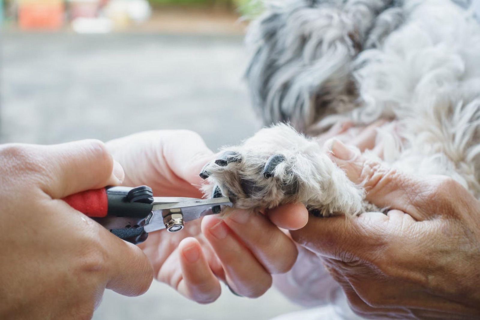 Clipping a dog's nails