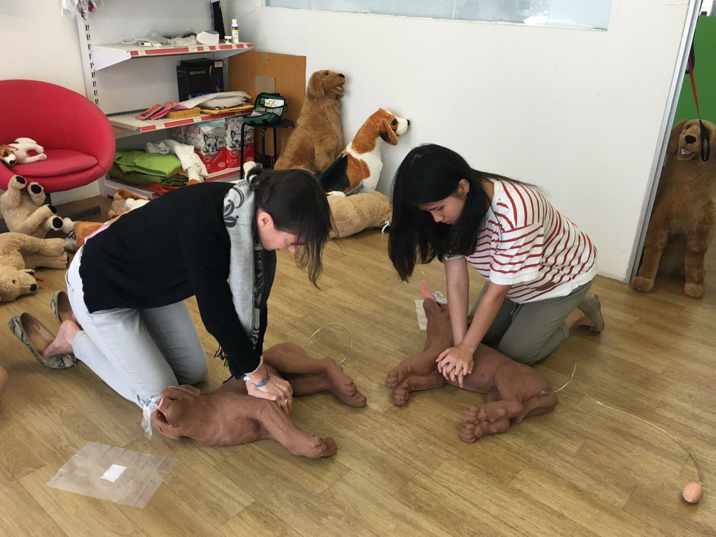Learners practising pet CPR on training manikins